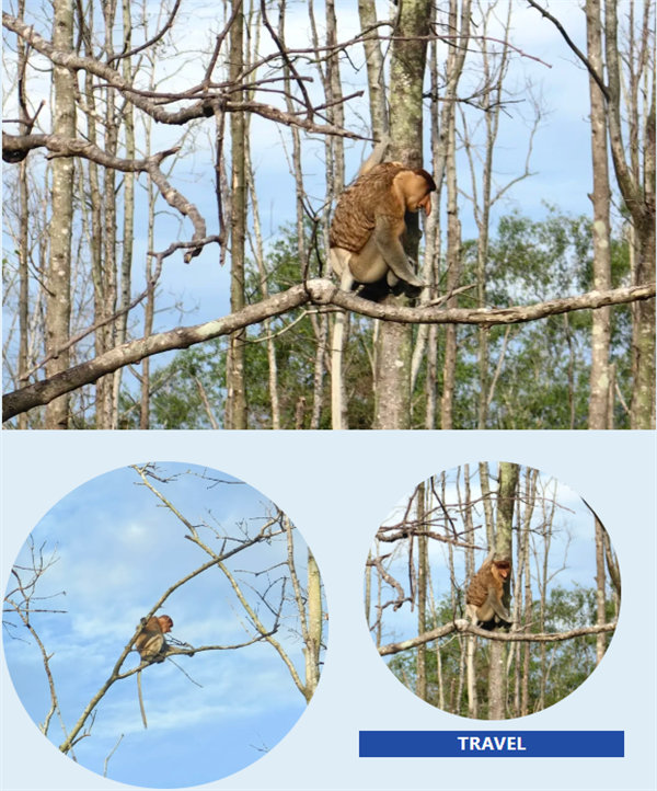 風(fēng)雨兼程二十載，馬來(lái)之旅續(xù)新篇&mdash;&mdash;2024年博皓沙巴風(fēng)情之旅     -4