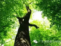 【博皓感悟】欲為大樹,莫與草爭 【博皓感悟】欲為大樹,莫與草爭